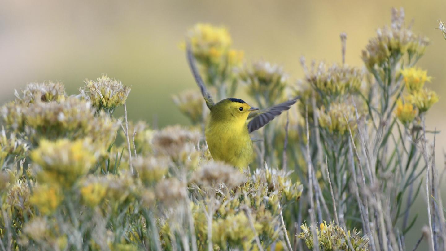 Songbird