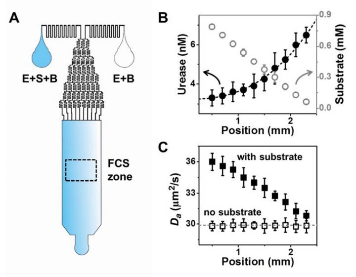 Microfluidic Chip used for the Experiment