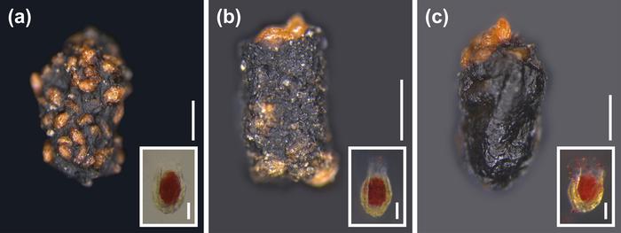 Suetsugu Small dispersers Feces