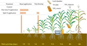 One-Time Nitrogen Application Boosts Ammonia Emissions in Maize Fields