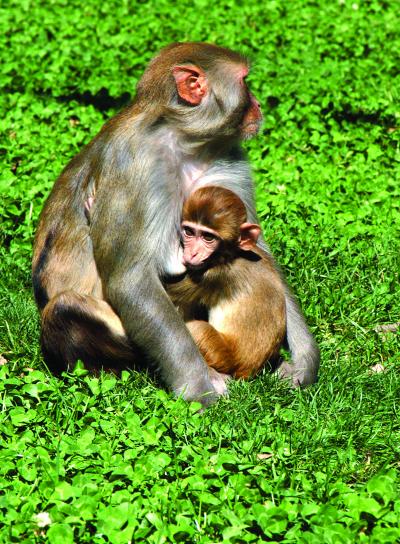 Rhesus Macaque