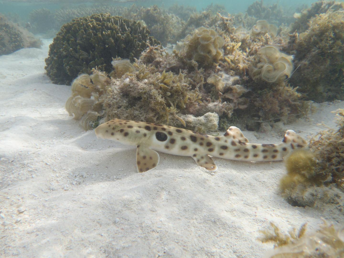 Epaulette Shark (2 of 3)