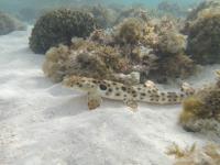 Epaulette Shark (2 of 3)