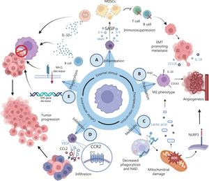 Effects of senescent macrophages on tumors.