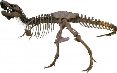 T. rex