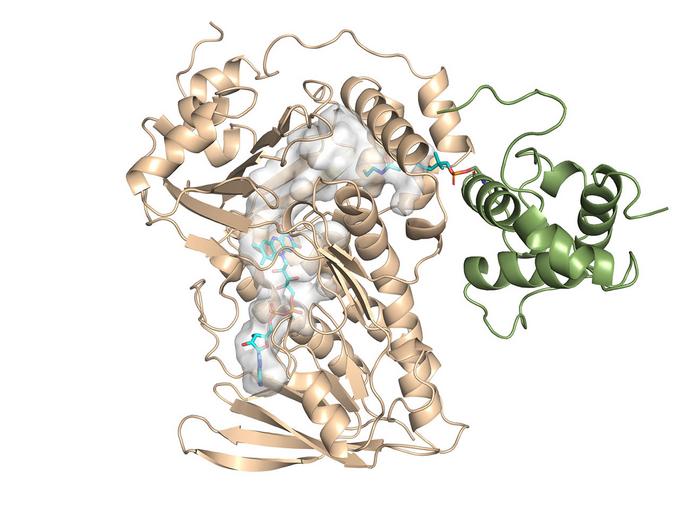 Monensin crystal structure