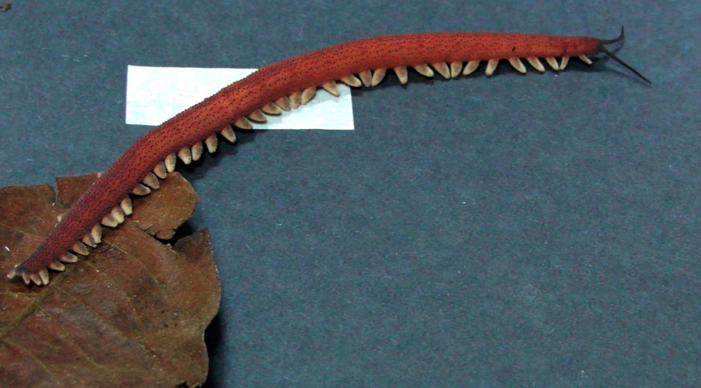 Velvet Worm