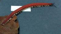 Velvet Worm