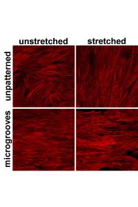 Stretched Mesenchymal Stem Cells
