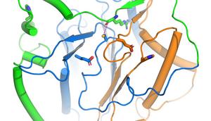 Metacaspase 9