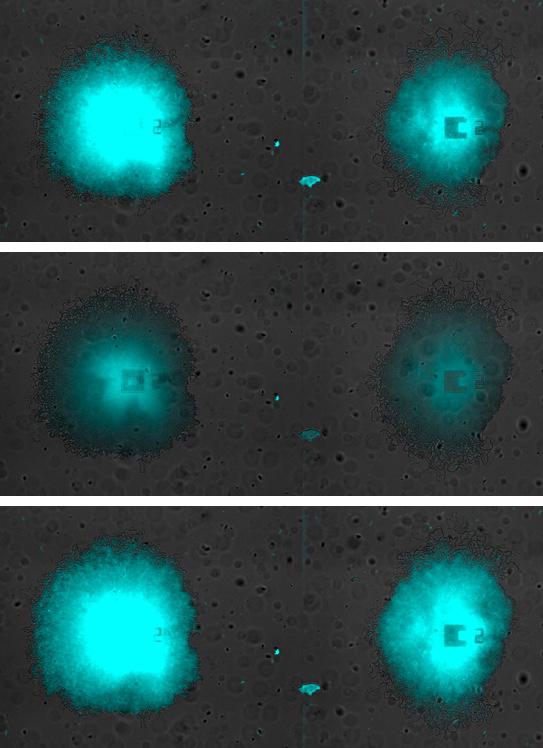 Distinct Bacterial Communities Share Nutrients for the Common Good (4 of 8)