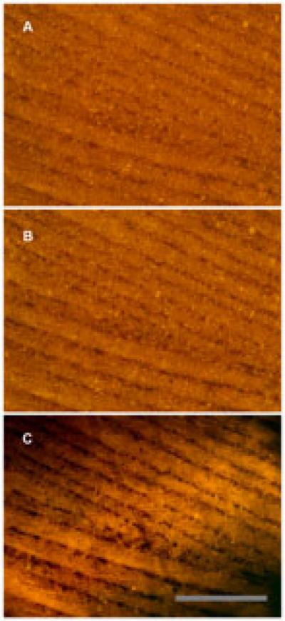 Feather Under Laser