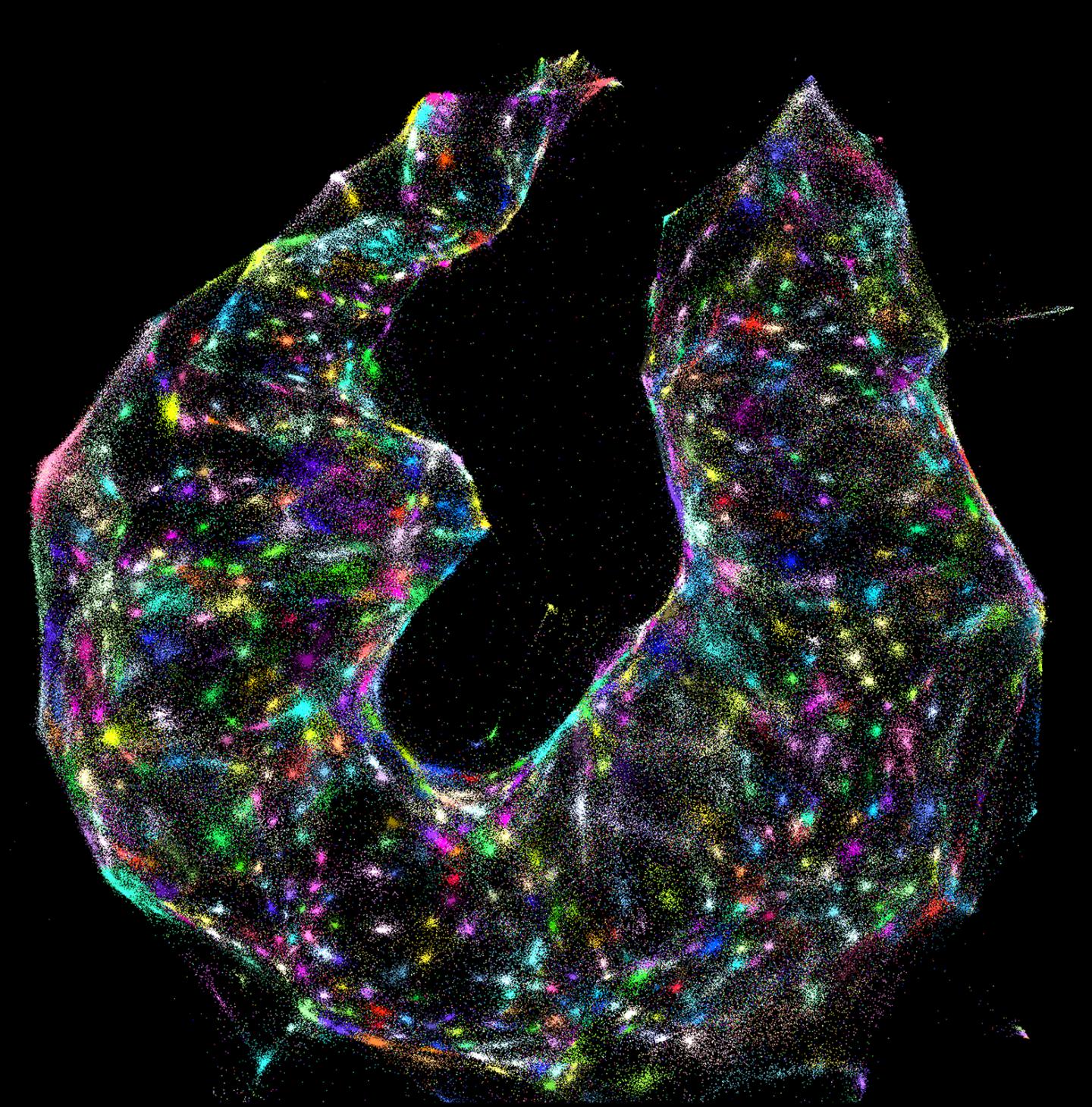 Data Visualization from DNA Microscopy
