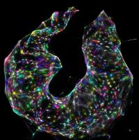 Data Visualization from DNA Microscopy