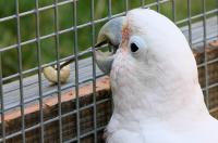Cockatoo Figaro 