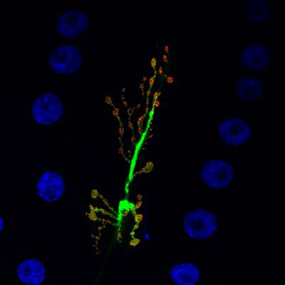 Neuronal Synapse