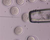 Egg microinjection
