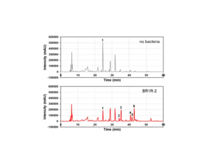 Effects of Endophytic Bacteria on Metabolic Profile of Plant Cell Cultures
