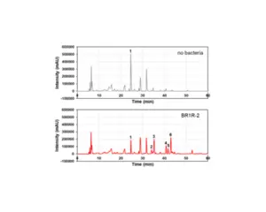 Effects of Endophytic Bacteria on Metabolic Profile of Plant Cell Cultures