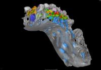 <i>Lophosteus</i> Jaws (2 of 3)