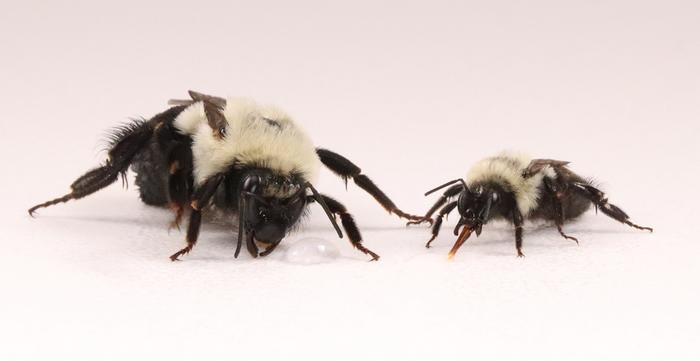 Scientists Hope to Understand What Makes Queen Bumblebees So Smart
