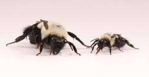 Scientists Hope to Understand What Makes Queen Bumblebees So Smart
