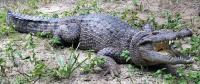 New Crocodile