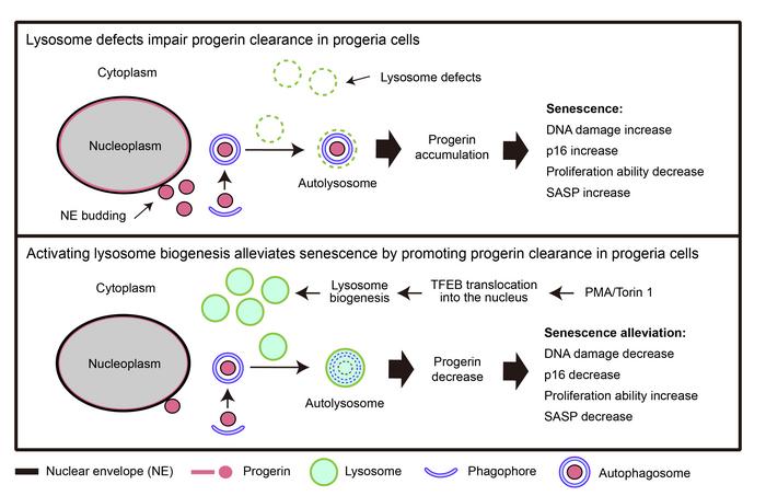 Working model of the mechanism by which counteracting lysosome defects alleviates cellular senescence in HGPS