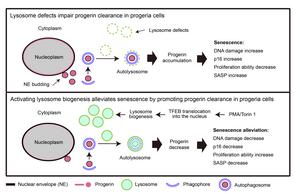 Working model of the mechanism by which counteracting lysosome defects alleviates cellular senescence in HGPS