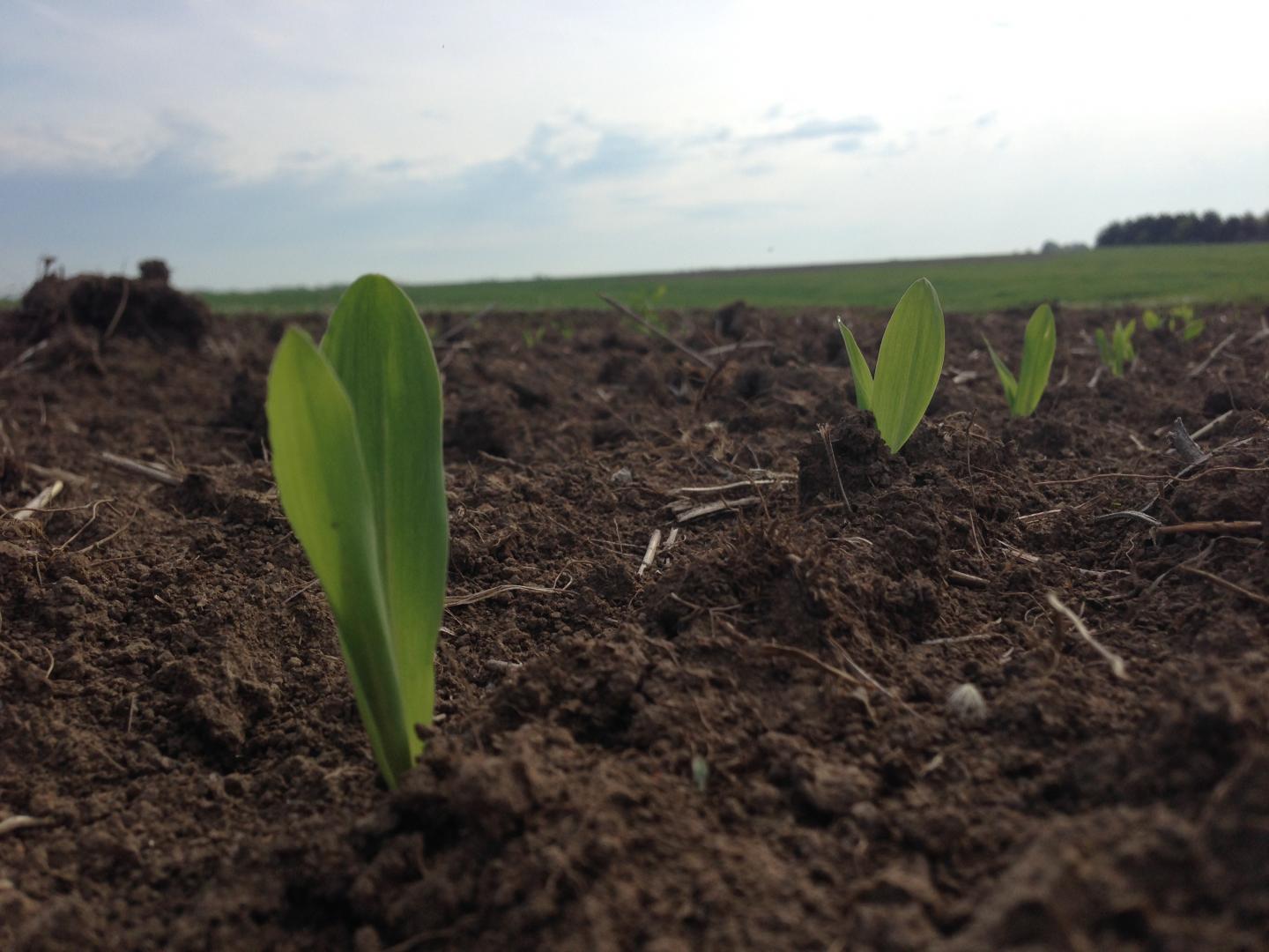 Emerging Crops