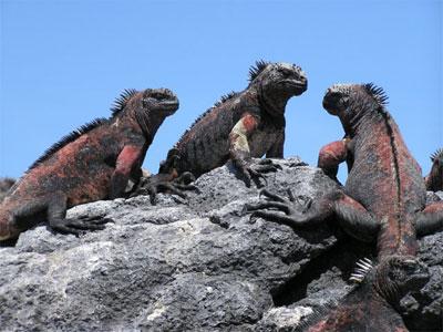 Marine Iguanas
