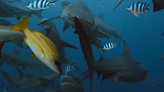 Bull sharks at Shark Reef Marine Reserve