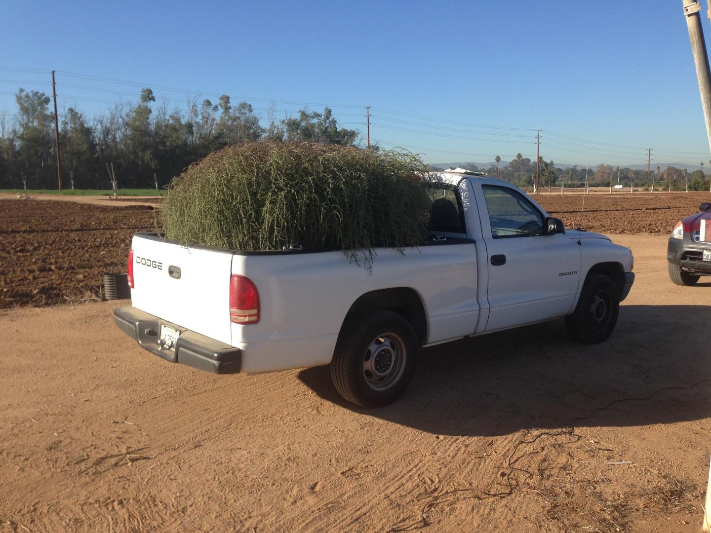 Tumbleweed in Pick up Truck