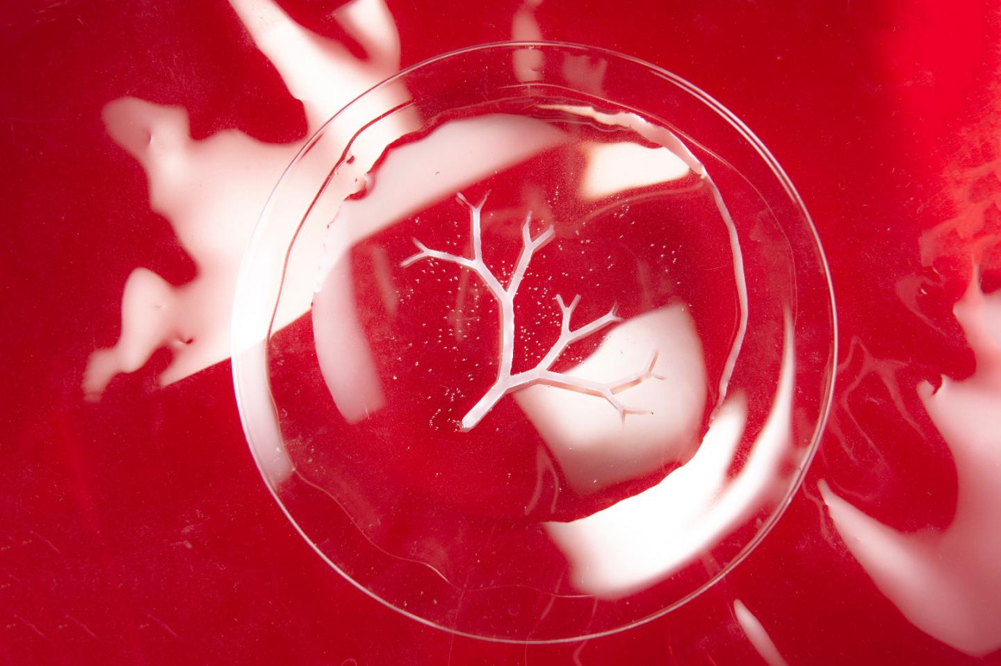 Model of lung alveolae made with the technique