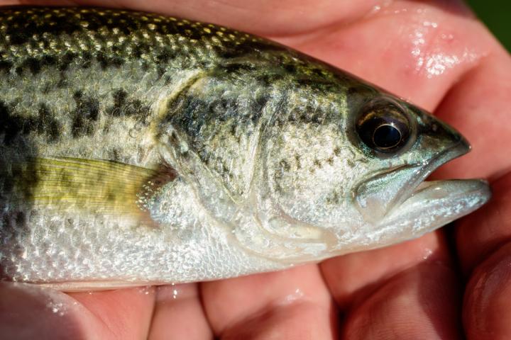 Fish Out of Water