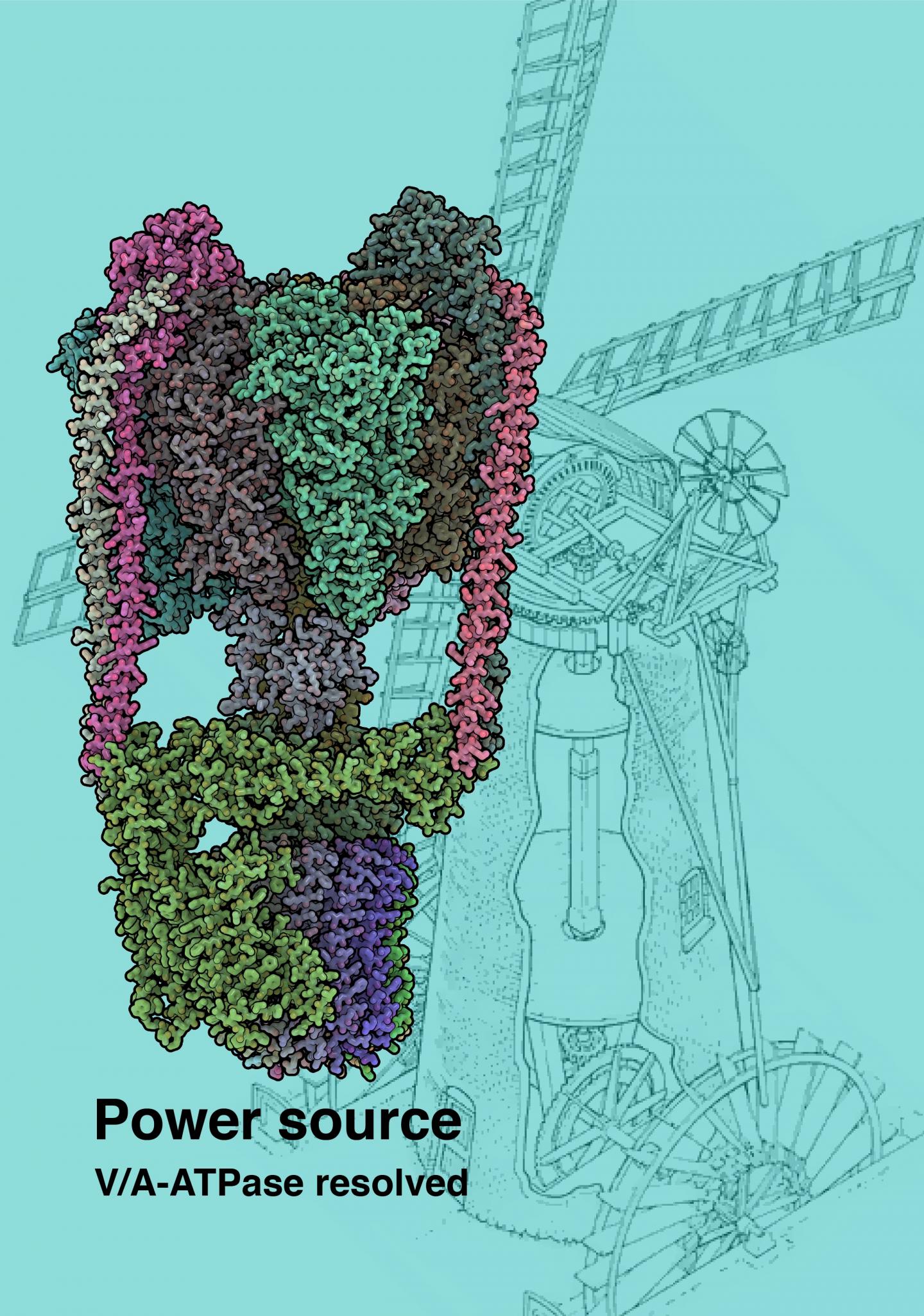 Cryo-EM Structure of the T. thermophilus V/A-type ATP Synthase (1 of 2)