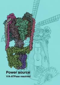 Cryo-EM Structure of the T. thermophilus V/A-type ATP Synthase (1 of 2)