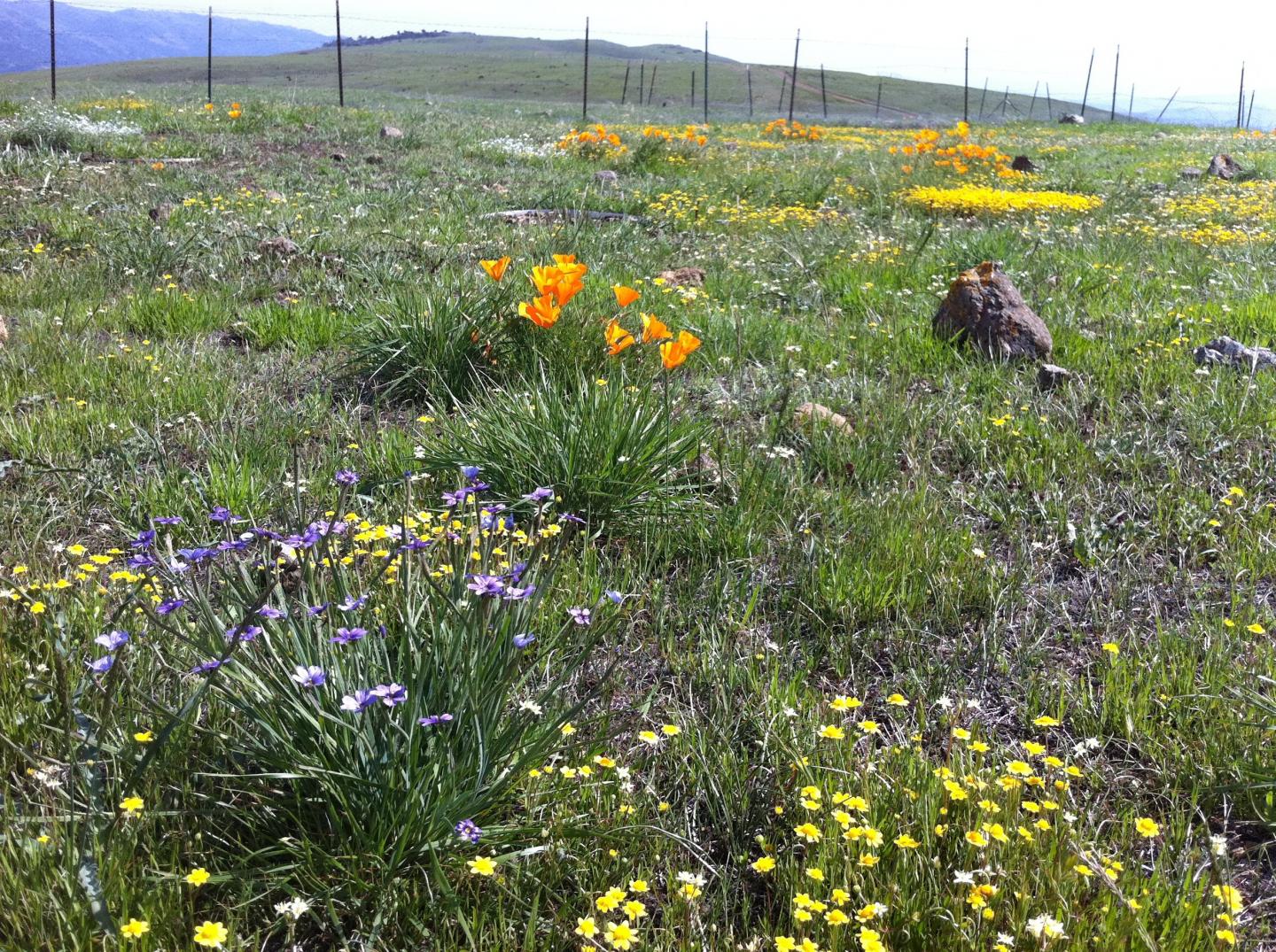 Spring Flowers
