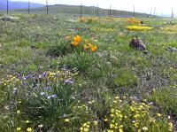 Spring Flowers
