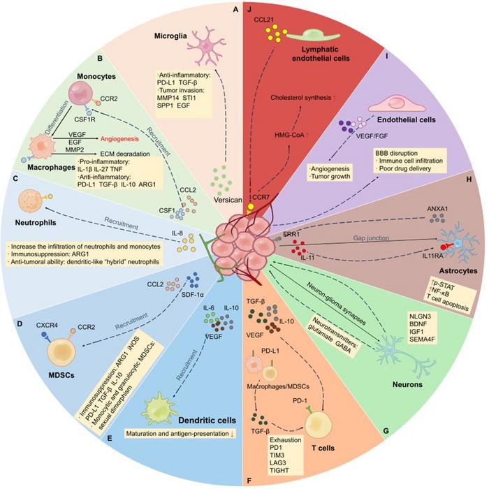 Mechanisms of cell communication involved in tumour establishment, invasion and immune escape in glioma TME.