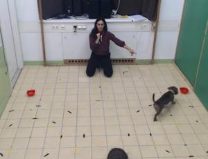 Dog finds the reward