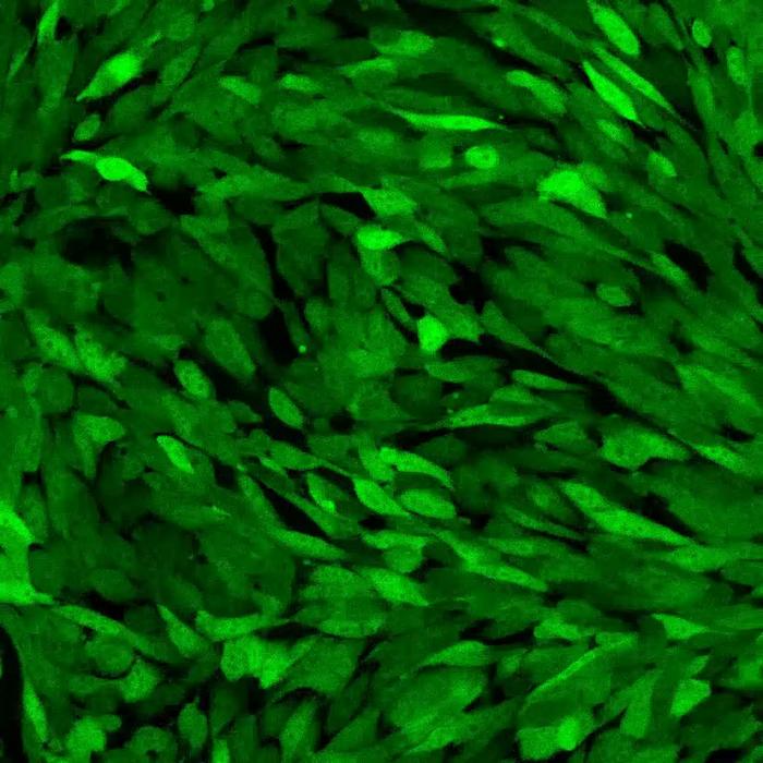 Glutamate Influence on Oncostreams
