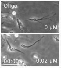 Migrating Interneurons (Black and White)
