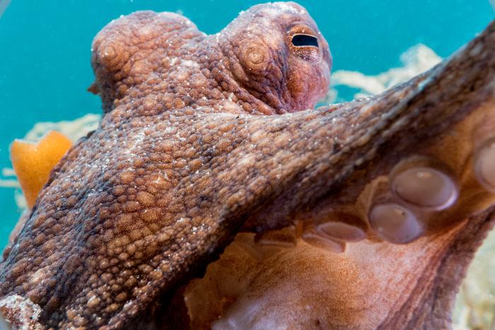 First Selfie … Cephie