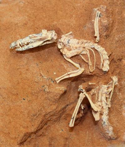 A Face and Age for Early Mammalian Ancestor (2 of 3)