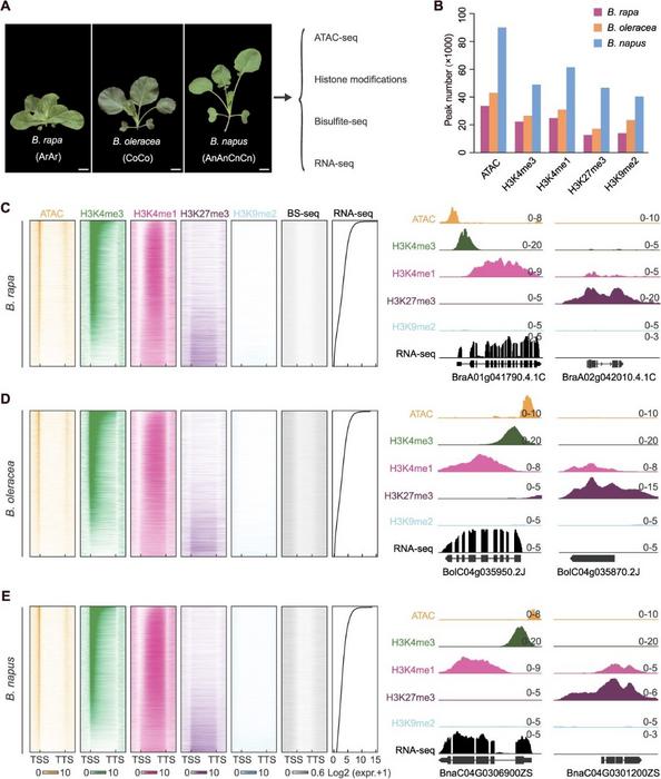 Comparative epigenomic landscapes and transcriptional regulatory features in diploid progenitors and allotetraploid Brassica napus.