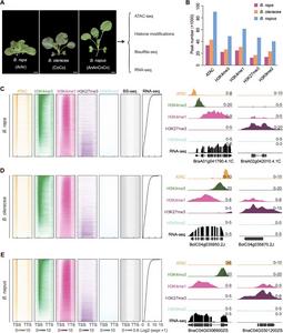 Comparative epigenomic landscapes and transcriptional regulatory features in diploid progenitors and allotetraploid Brassica napus.
