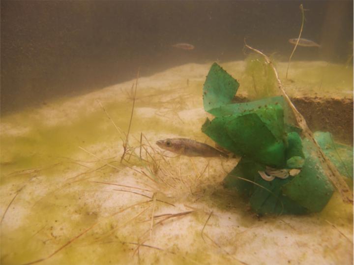 Stickeback Fish