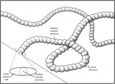 <i>Plexus ricei</i> Reconstruction