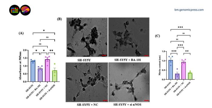 Effects of the BA-101 treatment and nNOS silencing on the nNOS activity and NO levels in SH-SY5Y cells.